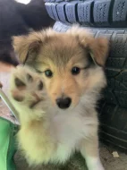 Sheltie-šeltie s PP