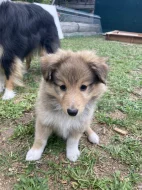 Sheltie-šeltie s PP