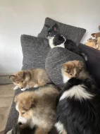 Sheltie-šeltie s PP