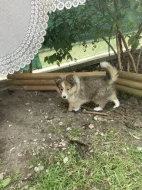 Sheltie-šeltie s PP