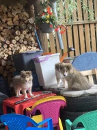 Sheltie-šeltie s PP