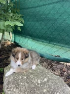 Sheltie-šeltie s PP