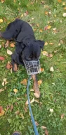 Rottweiler Brom
