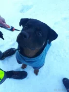Rottweiler Brom