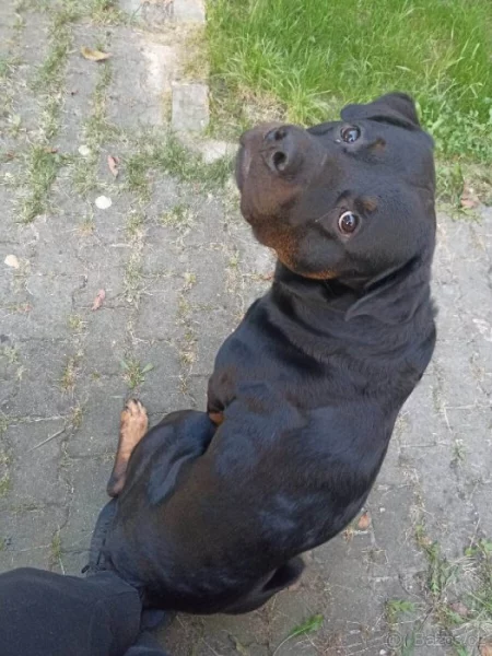 Rottweiler Brom