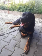 Rottweiler Brom