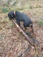 Rottweiler Brom