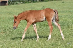APPALOOSA HŘEBEČEK NA PRODEJ
