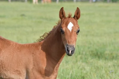 APPALOOSA  HŘEBEČEK NA PRODEJ