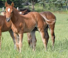 APPALOOSA HŘEBEČEK NA PRODEJ