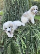 Pyrenejský horský pes