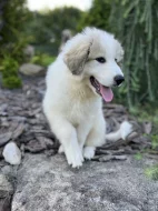 Pyrenejský horský pes