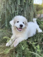 Pyrenejský horský pes