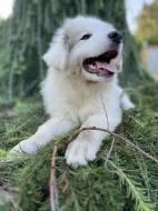 Pyrenejský horský pes