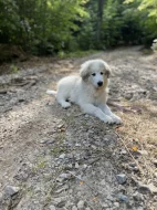 Pyrenejský horský pes