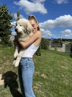 Pyrenejský horský pes