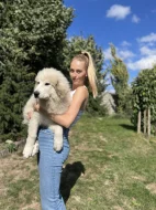 Pyrenejský horský pes