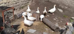 Prodám