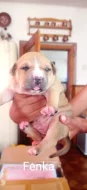 Americký Pitbull štěňata s PP