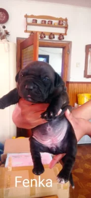 Americký Pitbull štěňata s PP