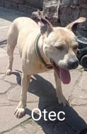 Americký Pitbull štěňata s PP