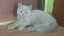 Britská lilová koťata