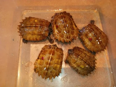 Geoemyda spengleri a japonica