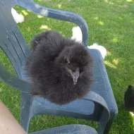 Prodám kuřata zdrobnělé hedvábničky