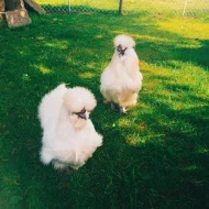 Prodám kuřata zdrobnělé hedvábničky