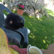 Prodám kuřata zdrobnělé hedvábničky