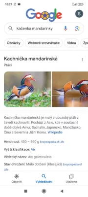 Kačenka Mandarínska a čírka Rudoramenna