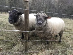 Prodám berana, 1 ovci a 2 jehničky