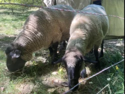 Prodám berana, 1 ovci a 2 jehničky