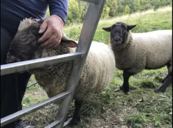 Prodám berana, 1 ovci a 2 jehničky