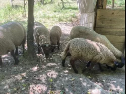 Prodám berana, 1 ovci a 2 jehničky