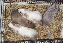 Osmák Degu