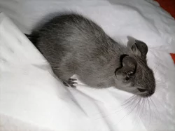 Osmák Degu