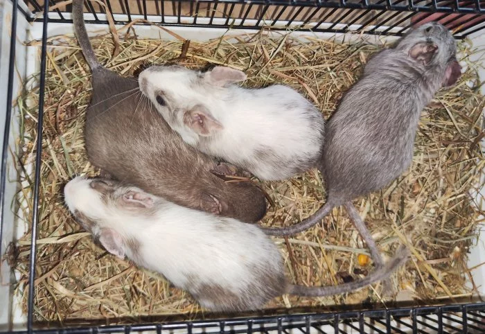 Osmák Degu- barevné kombinace