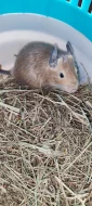 Osmák Degu- barevné kombinace