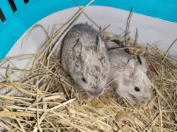 Osmák Degu- barevné kombinace