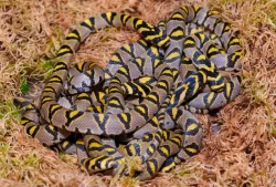 Mláďata užovky mandarínské (Euprepiophis mandarinus) SICHUAN