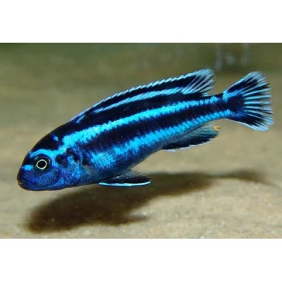Tlamovec - MELANOCHROMIS MAINGANO