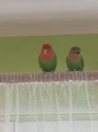 Agapornis růžohrdlý