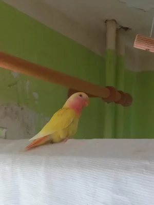 Agapornis růžohrdlý