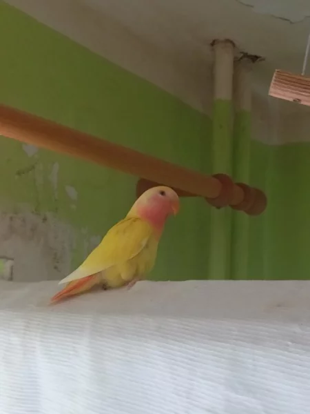 Agapornis růžohrdlý