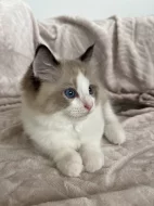 Kocourek Ragdoll s PP - Darly