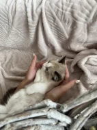 Kocourek Ragdoll s PP - Darly