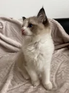 Kocourek Ragdoll s PP - Darly