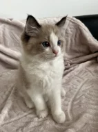 Kocourek Ragdoll s PP - Darly