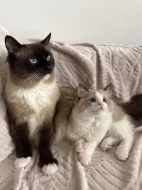 Kocourek Ragdoll s PP - Darly
